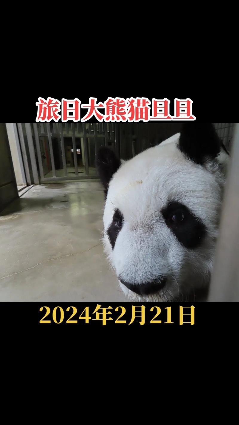 2025全年資料免費大全和4旅日大熊猫将回国与旅日20年熊猫将回国 视频