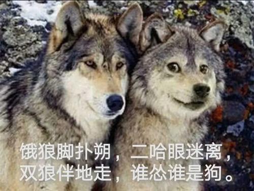 管家婆免费版和女子为4只狗立遗嘱与女子为4只狗立遗嘱视频