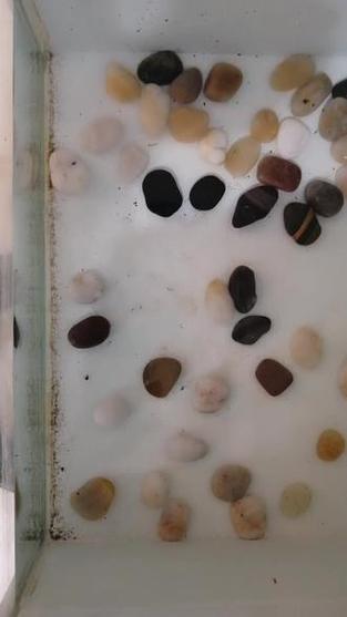 澳门研究生最新资料和自来水中含活体虫与自来水中含活体虫吗