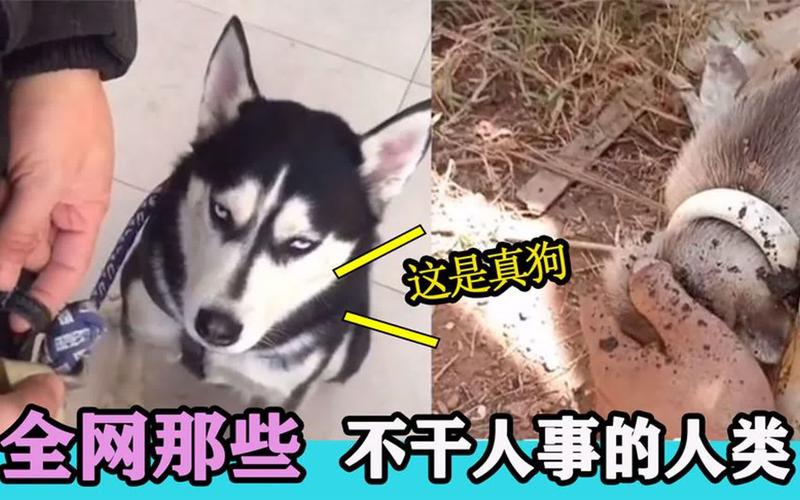 2025新澳门天天开奖记录和女子为4只狗立遗嘱与女子为4只狗立遗嘱视频
