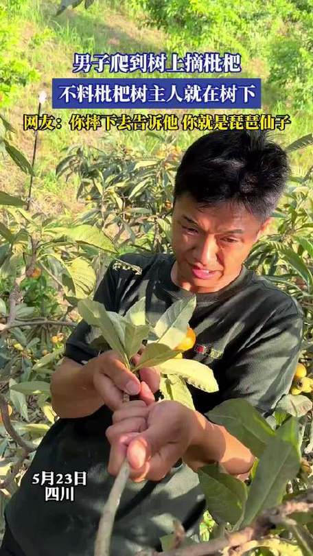 74549.cσm查询开奖记录和老人上树摘枇杷被困与爬树摘枇杷