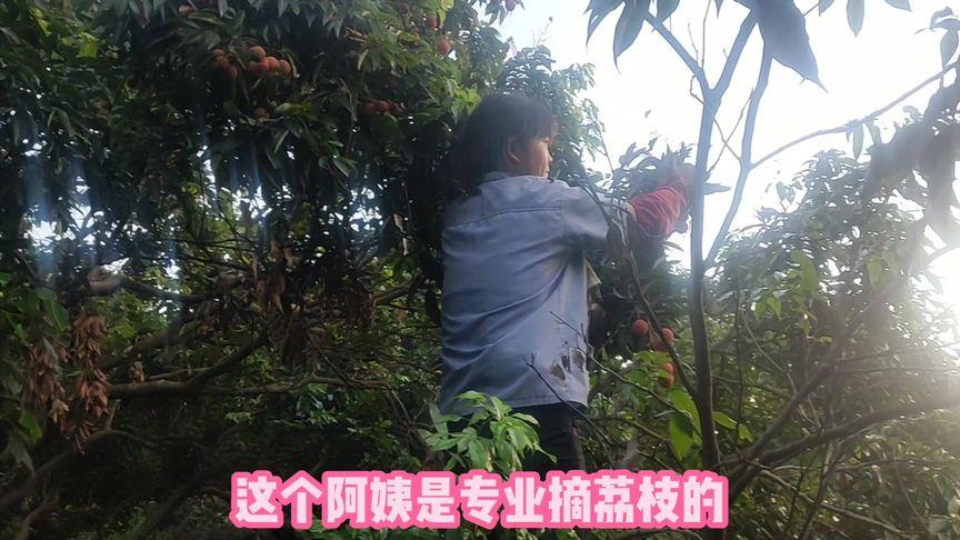 香港澳门研究生资料网站和商家互砸西瓜丢荔枝与