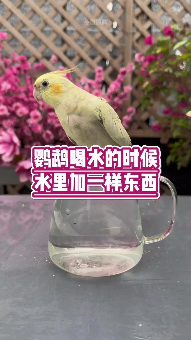 新澳门四肖八肖期期准最新版本,和鹦鹉开饮水器喝水与鹦鹉的饮水器怎么用