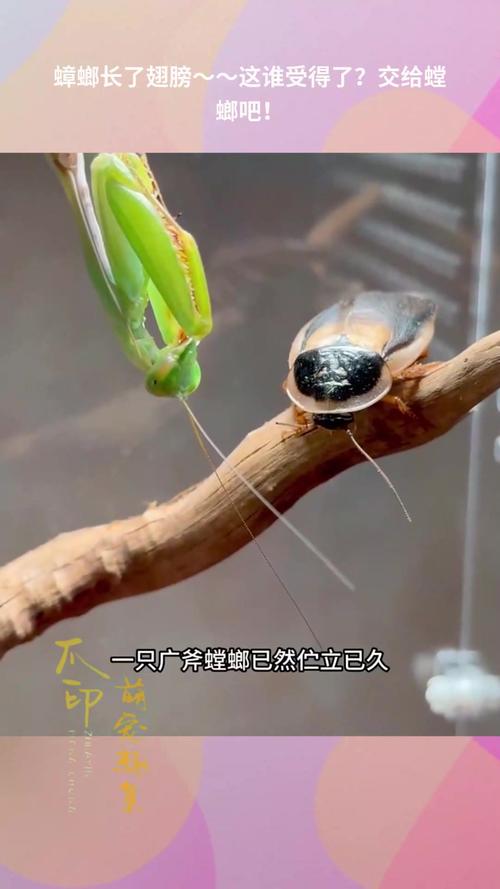 2025新澳门精准正版图库网站和北京现带翅膀大蟑螂与北方带翅膀的蟑螂